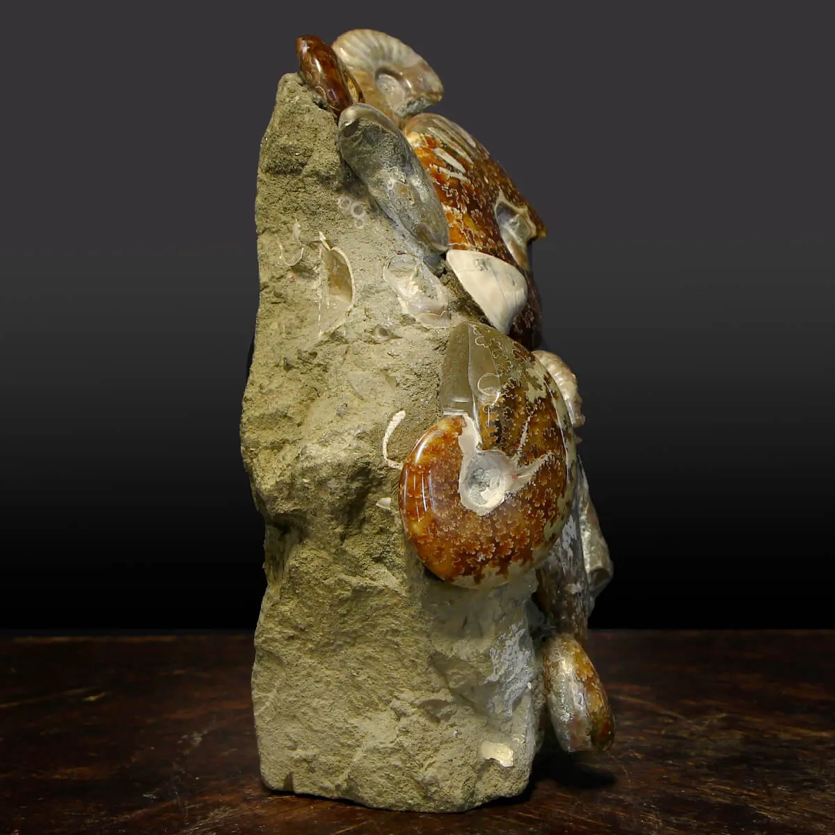 Gruppo di Ammoniti Cleoniceras