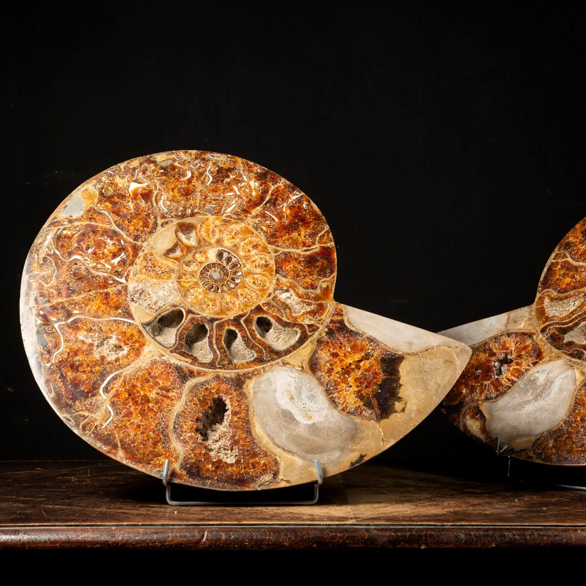 Ammonite Cleoniceras