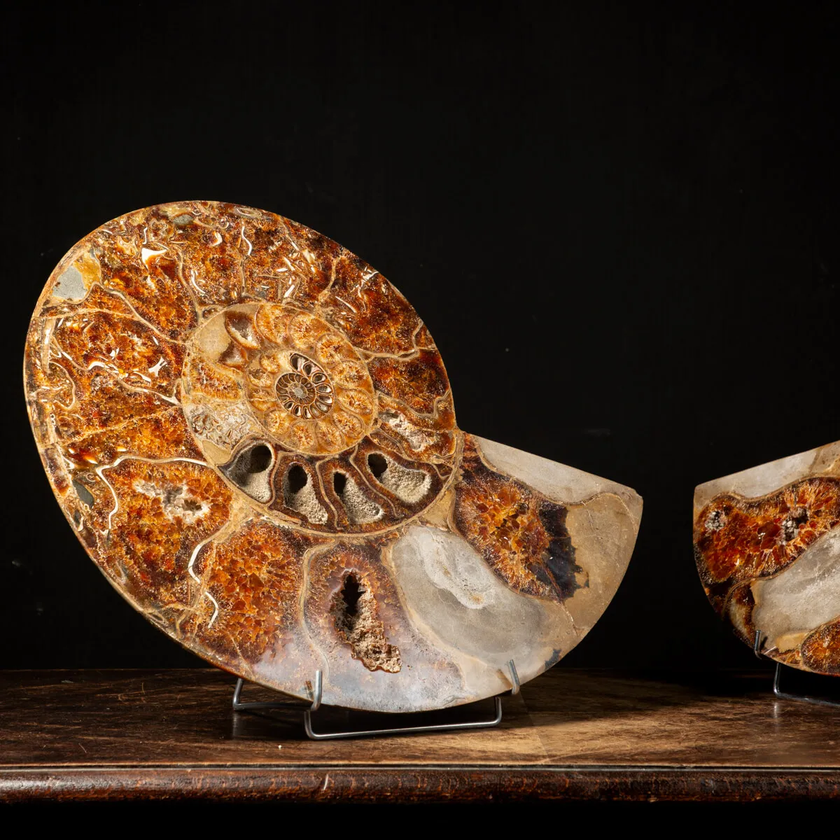 Ammonite Cleoniceras