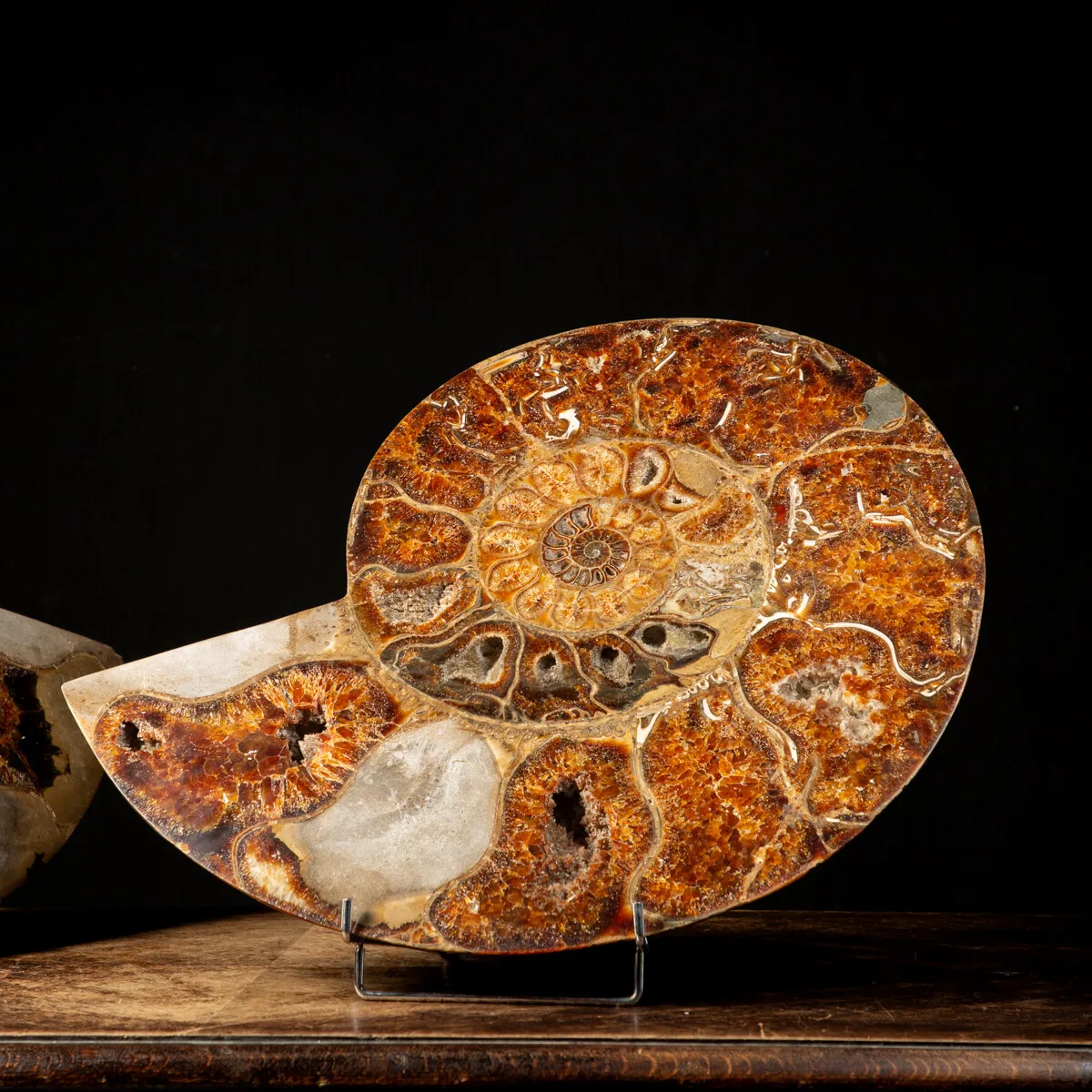 Ammonite Cleoniceras