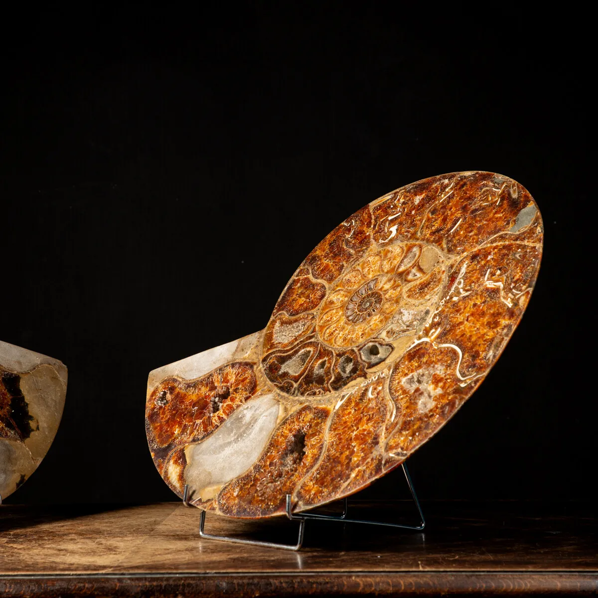 Ammonite Cleoniceras