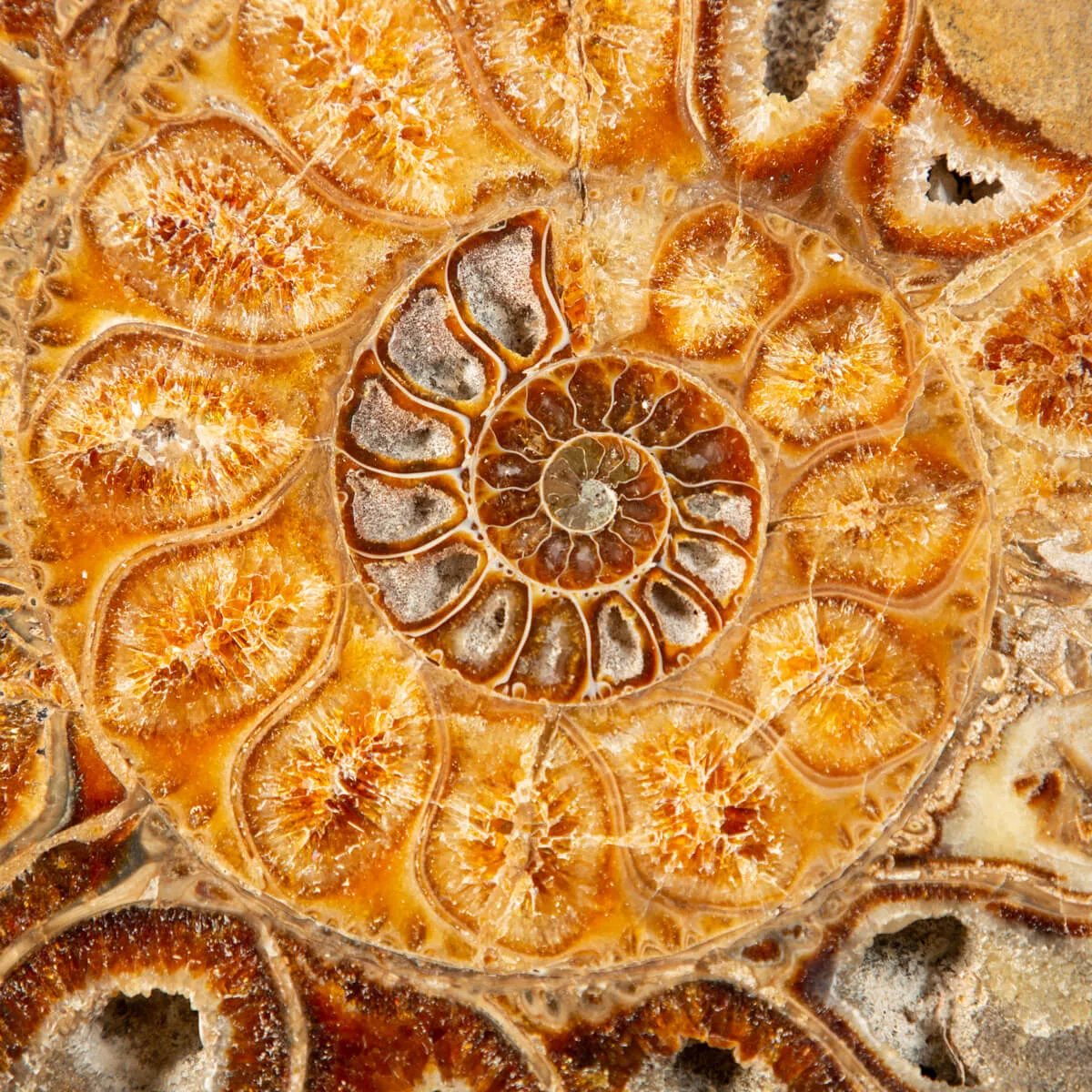 Ammonite Cleoniceras