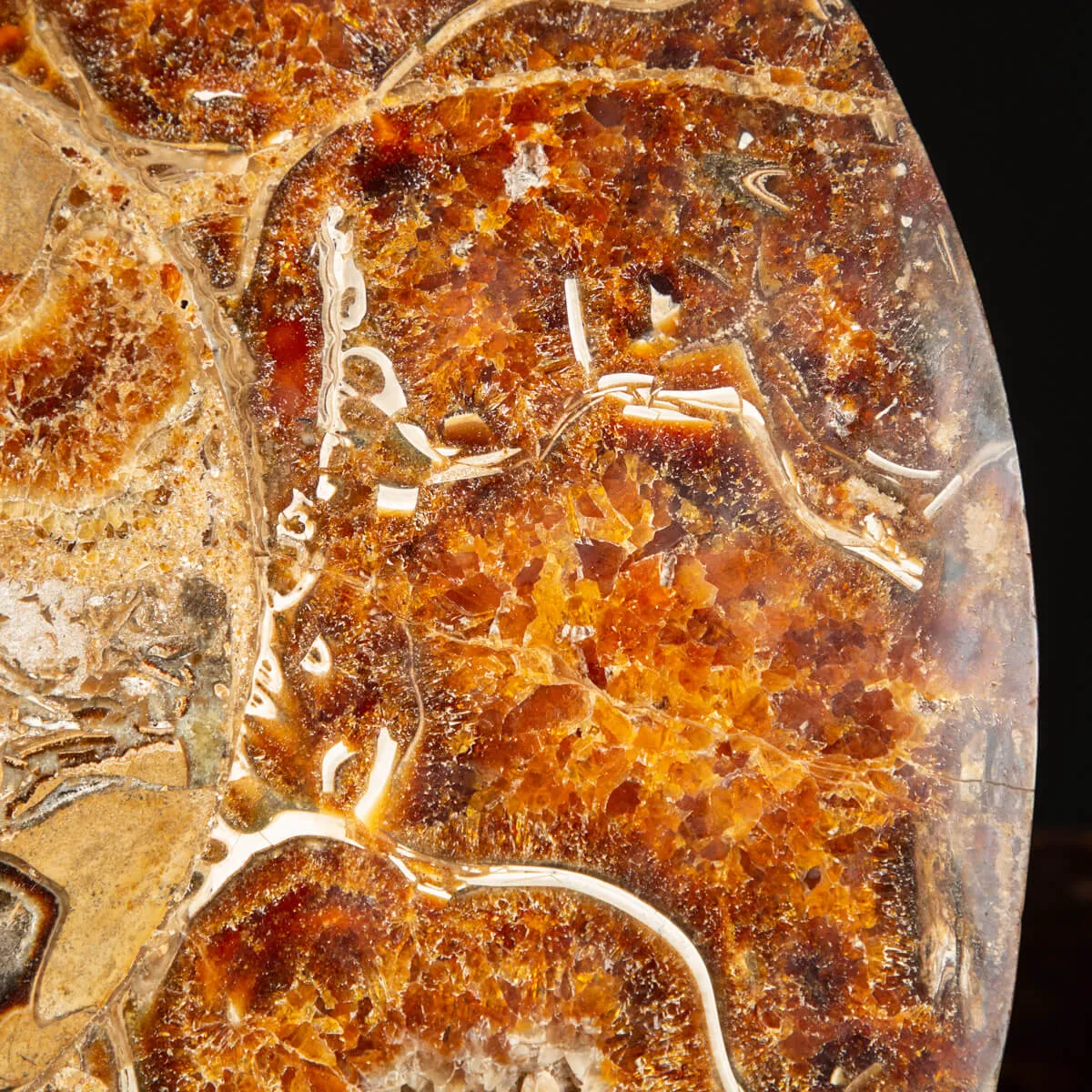 Ammonite Cleoniceras