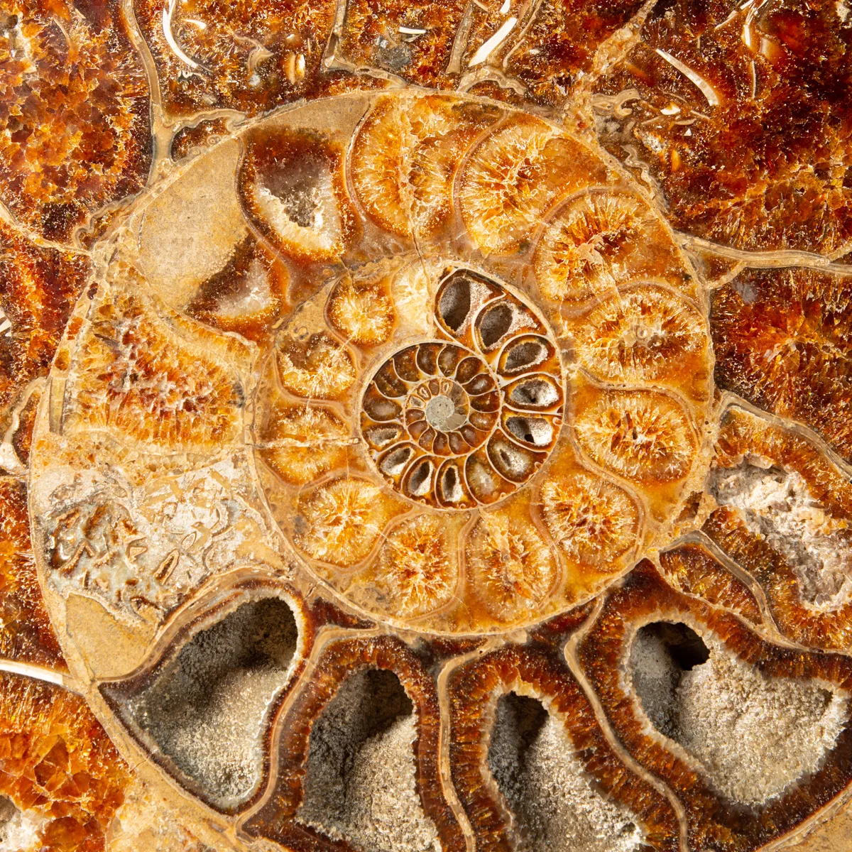 Ammonite Cleoniceras