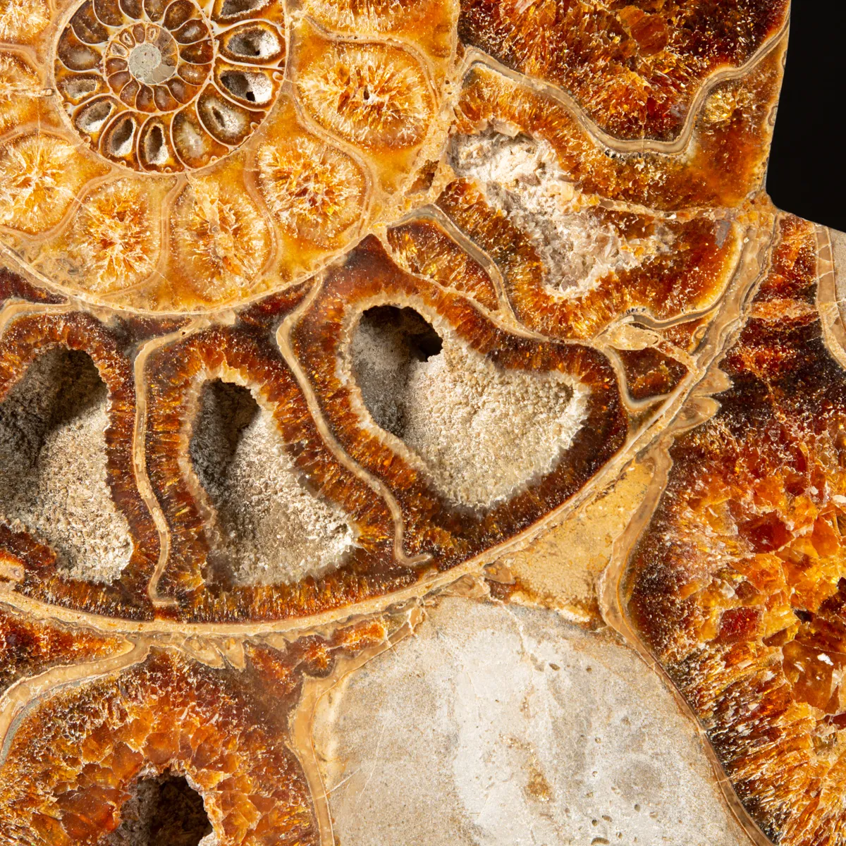 Ammonite Cleoniceras