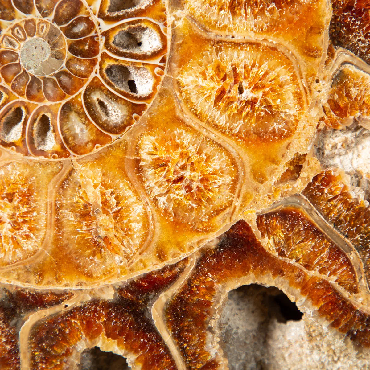 Ammonite Cleoniceras