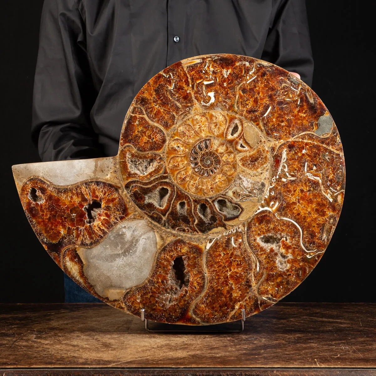 Ammonite Cleoniceras