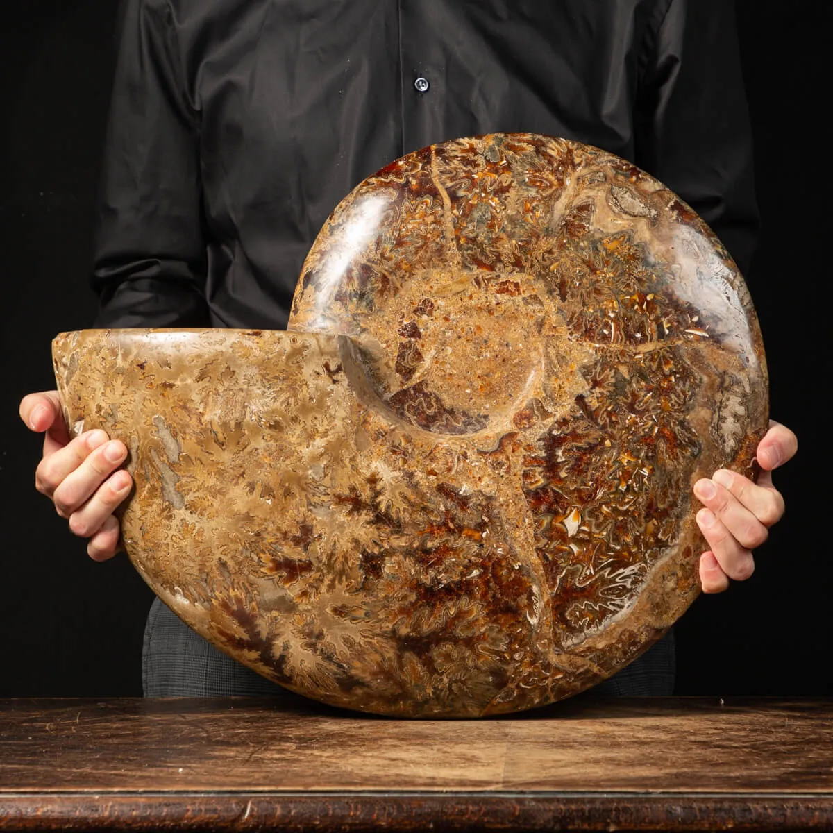 Ammonite Cleoniceras