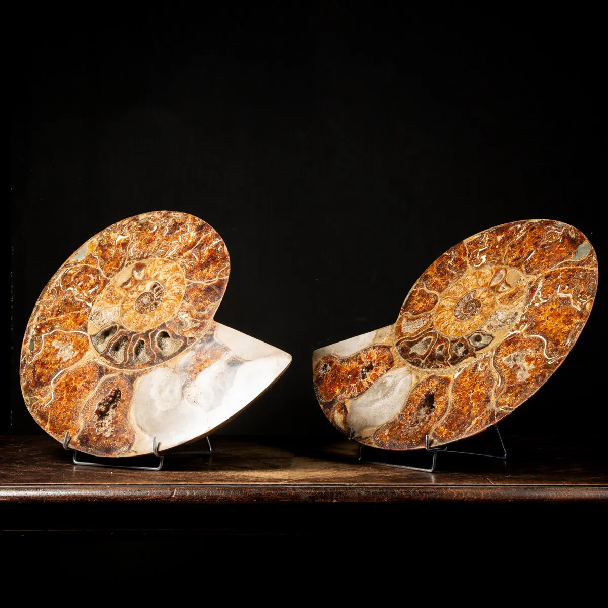 Ammonite Cleoniceras