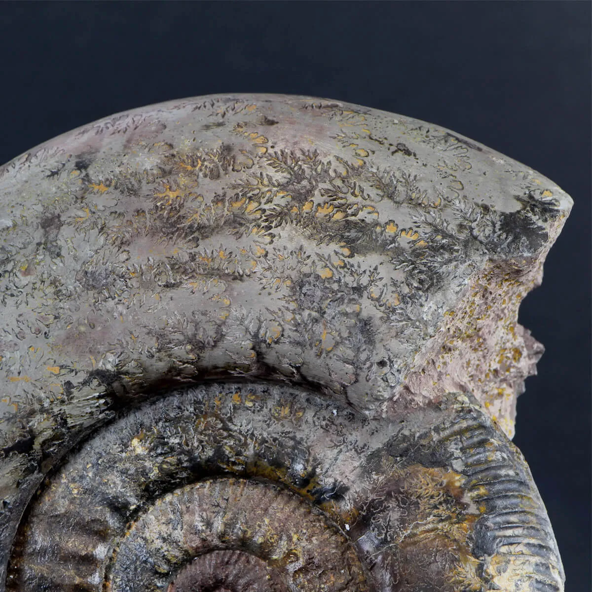 Ammonite Hammatoceras