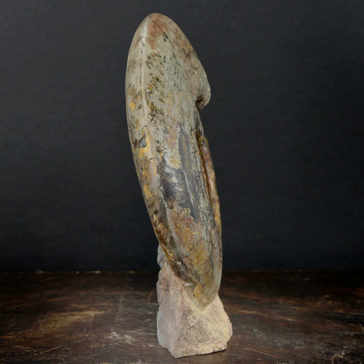 Ammonite Hammatoceras
