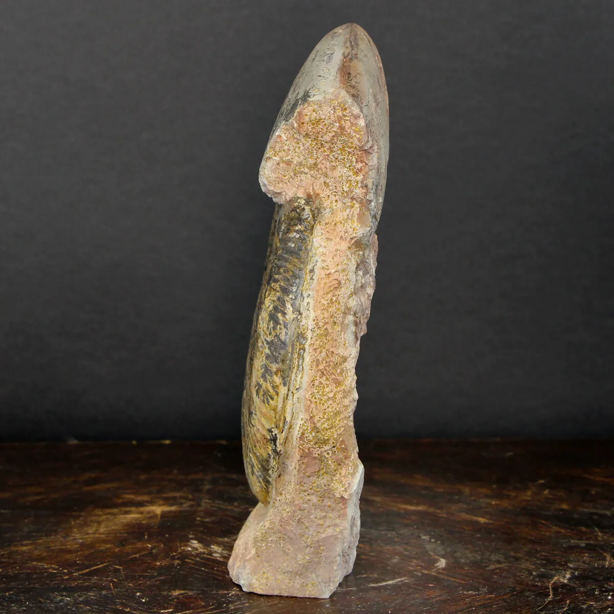 Ammonite Hammatoceras