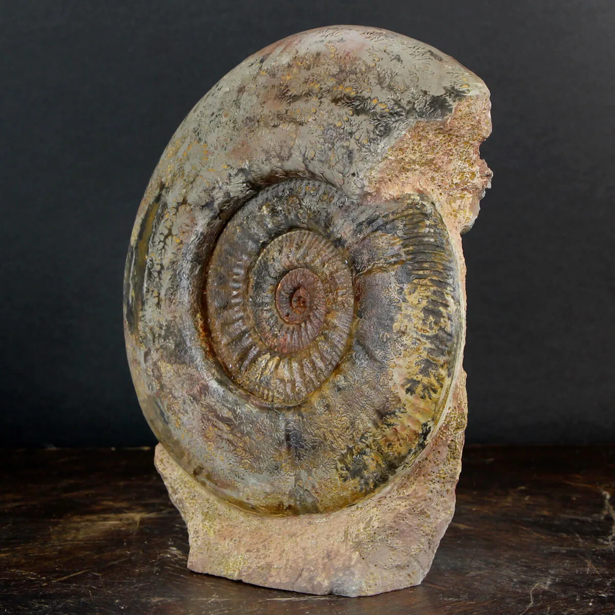 Ammonite Hammatoceras