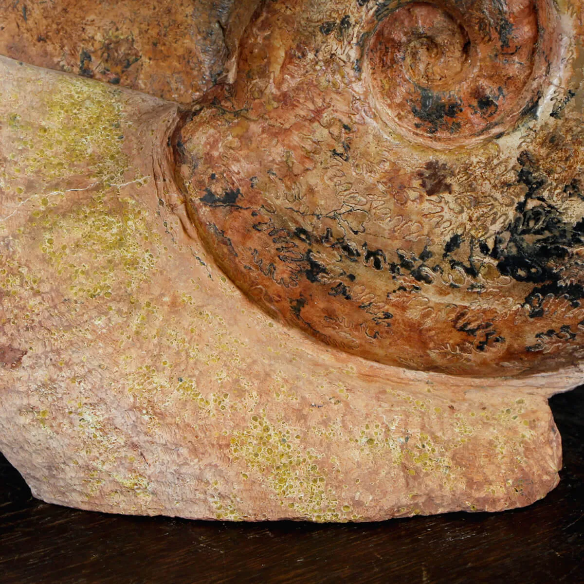 Ammonite Esericeras