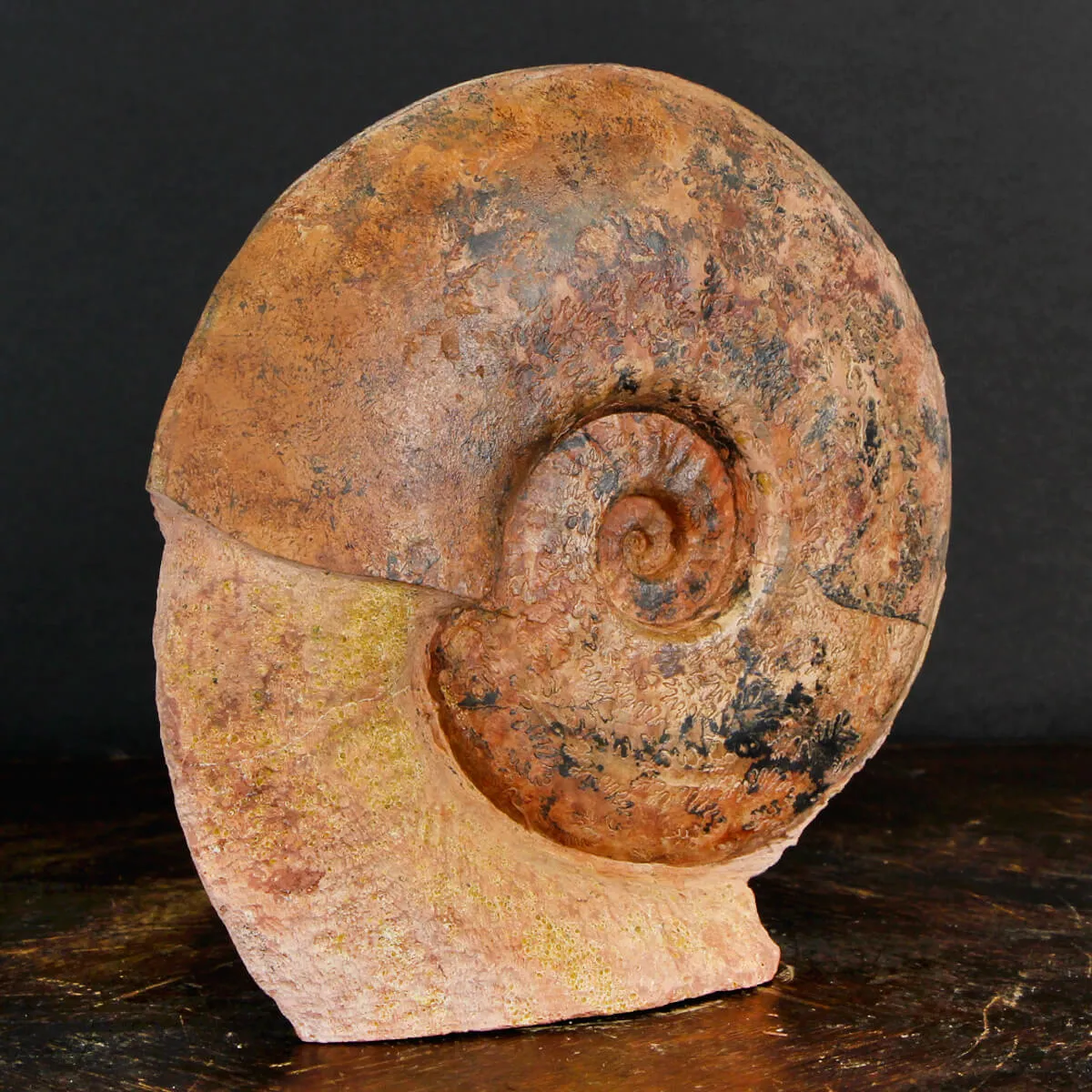 Ammonite Esericeras