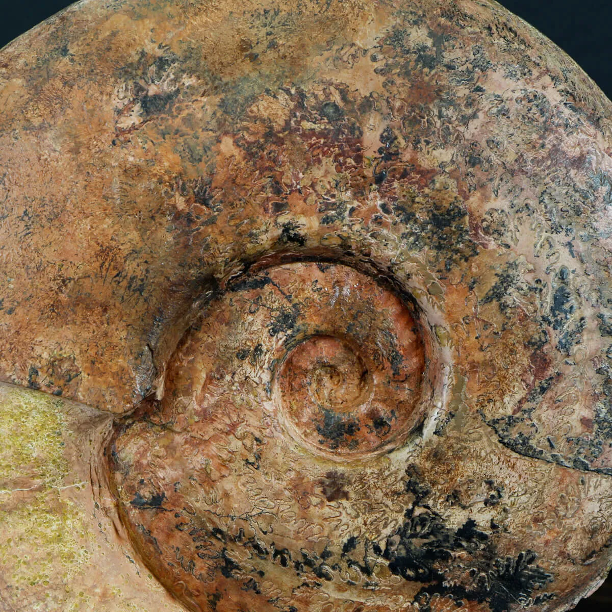 Ammonite Esericeras