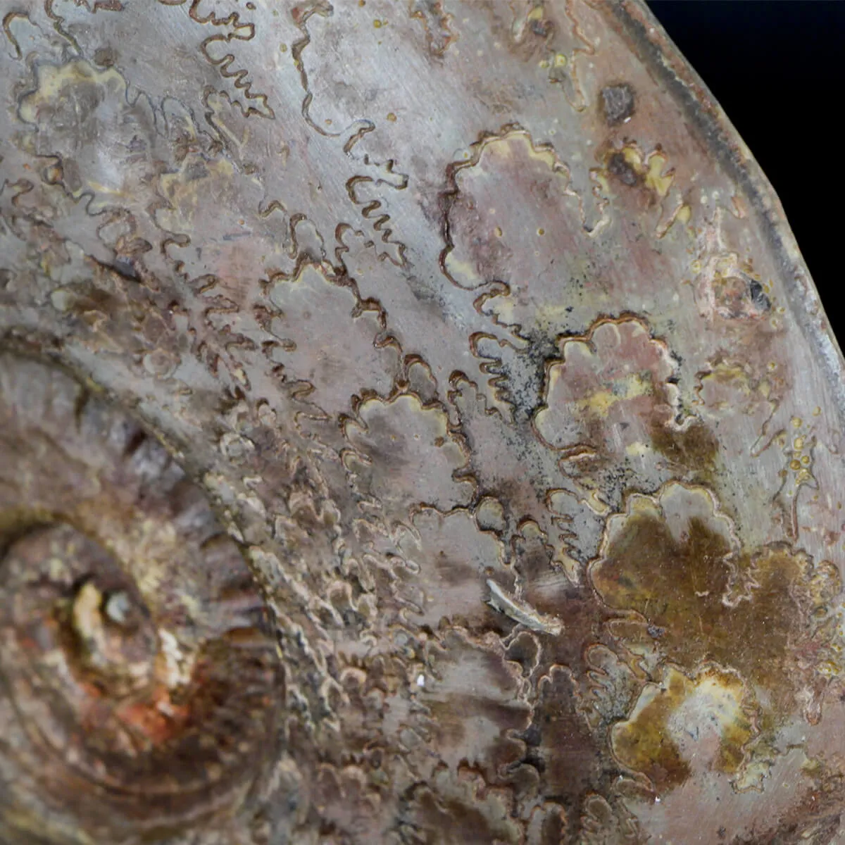 Ammonite Esericeras