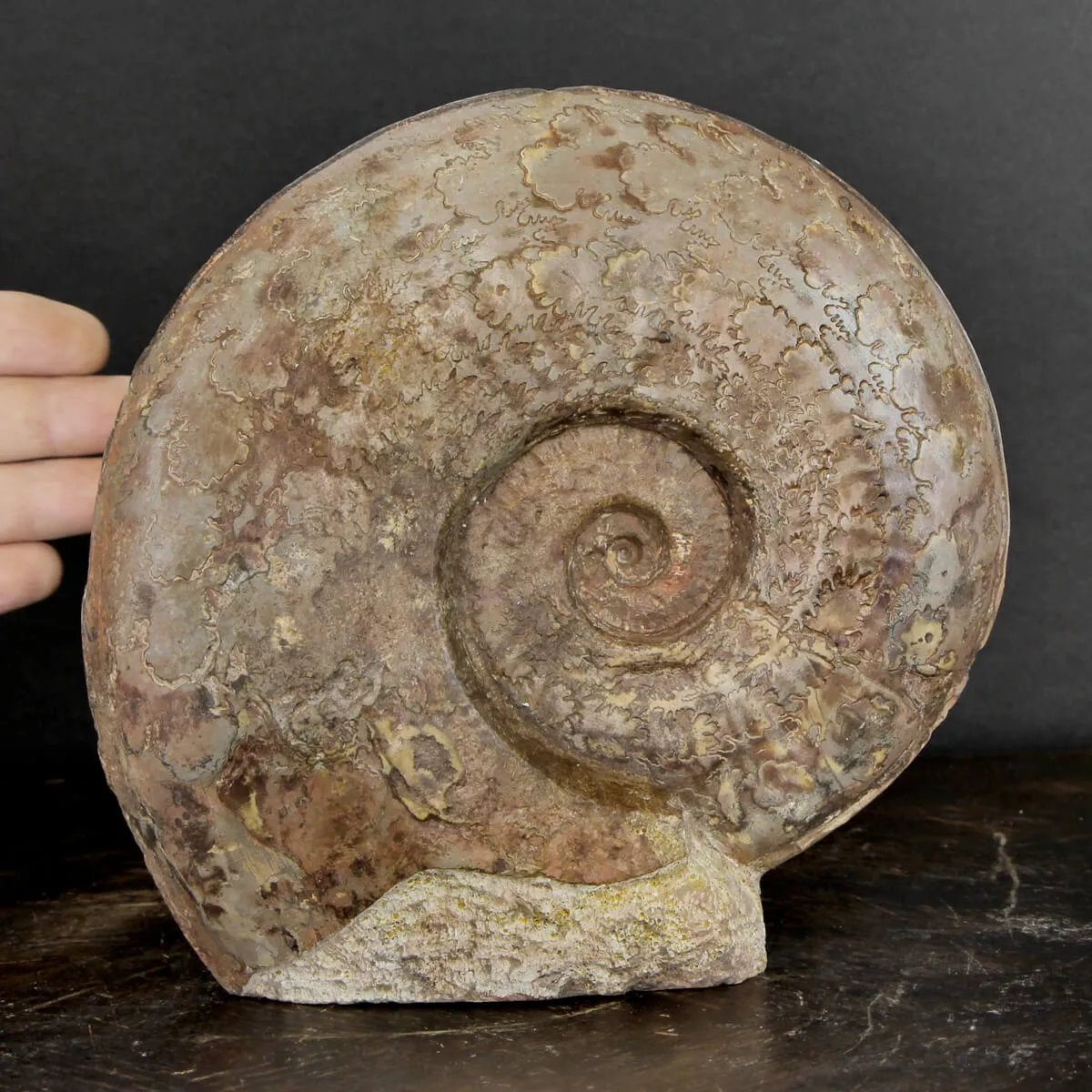 Ammonite Esericeras