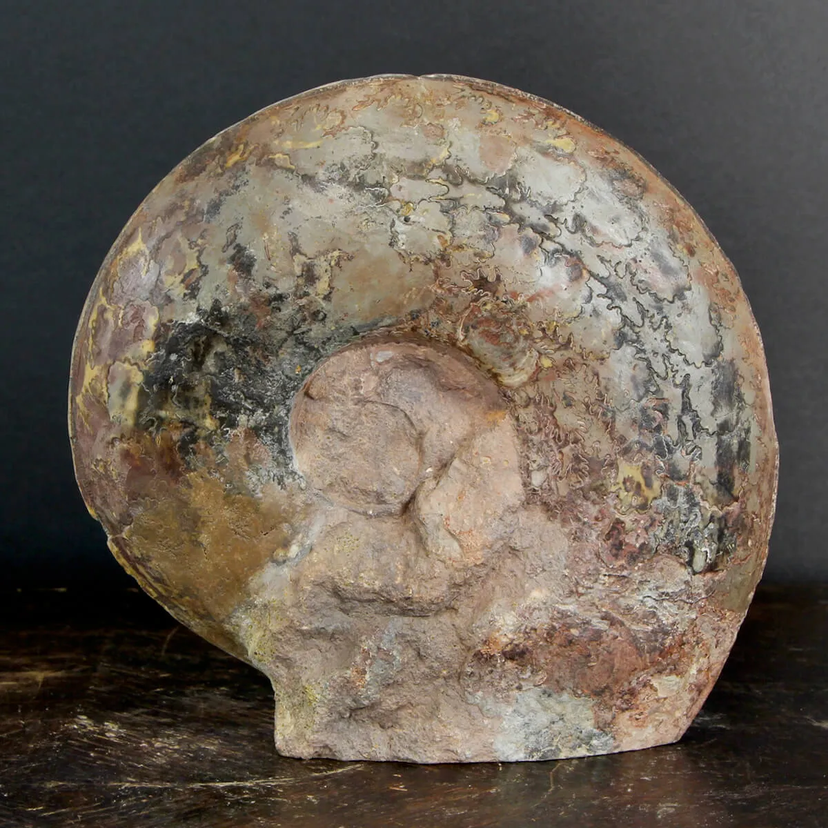 Ammonite Esericeras