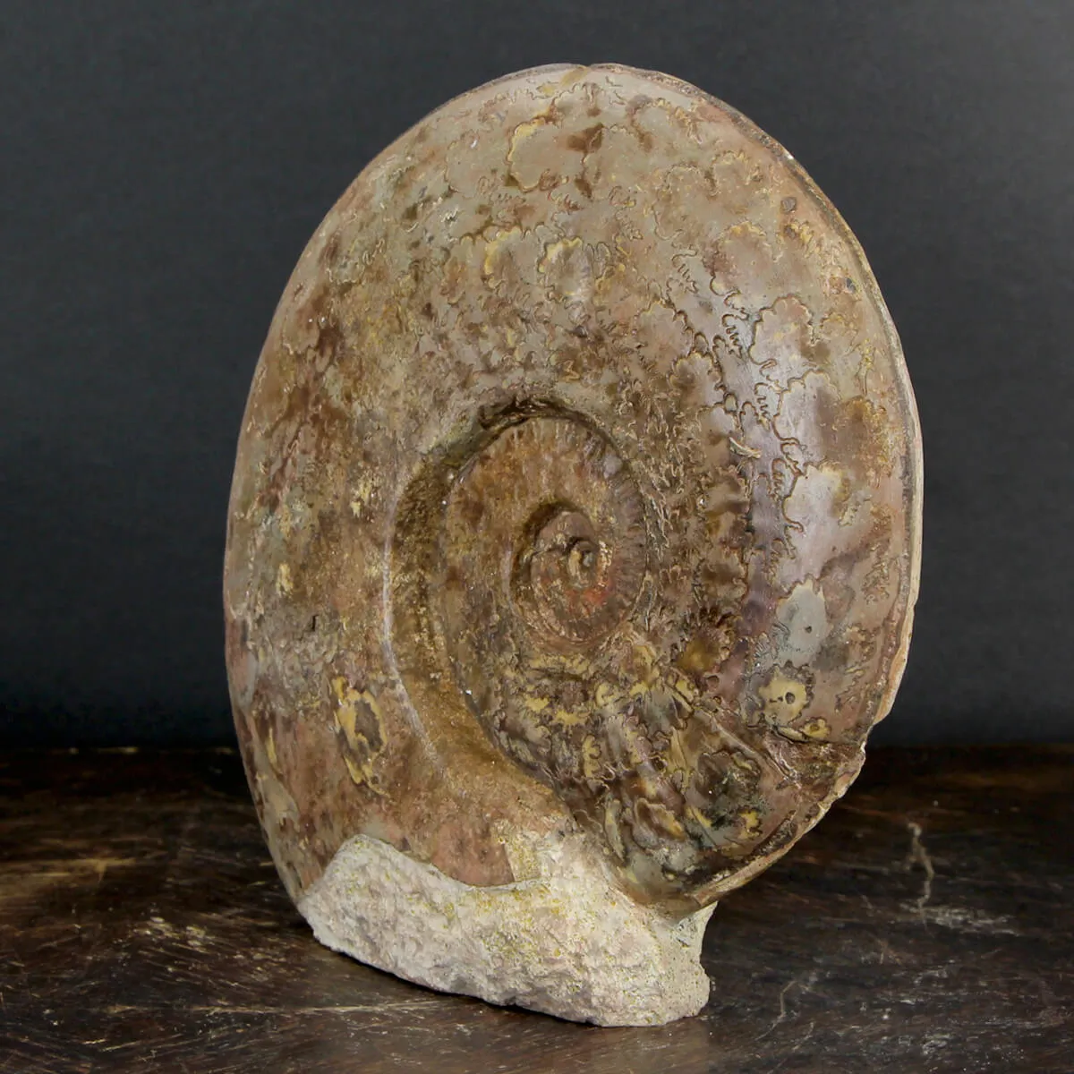 Ammonite Esericeras