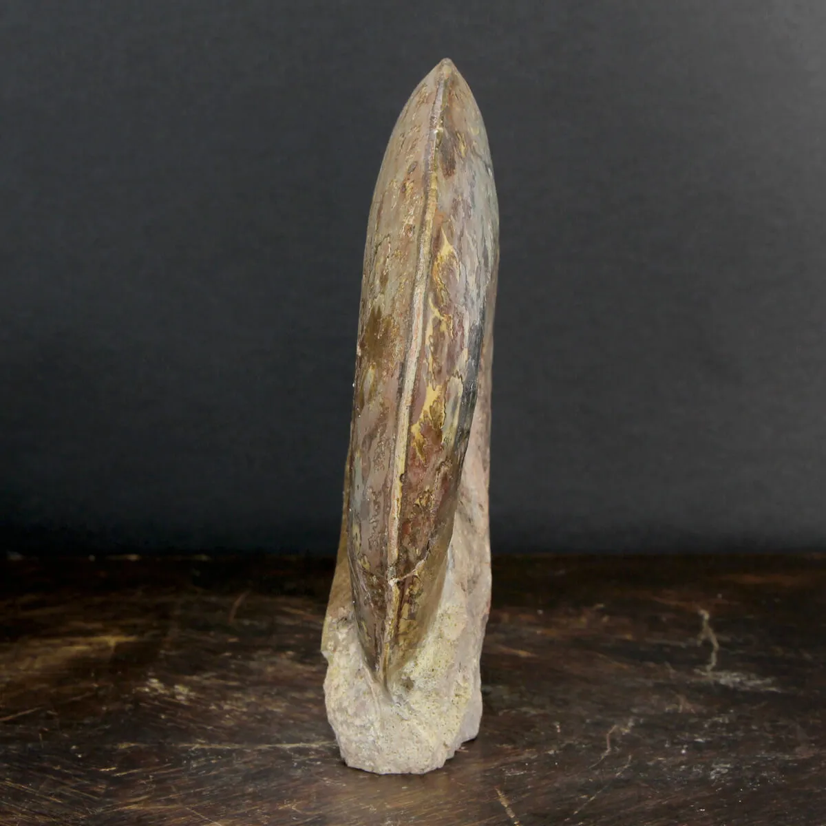 Ammonite Esericeras