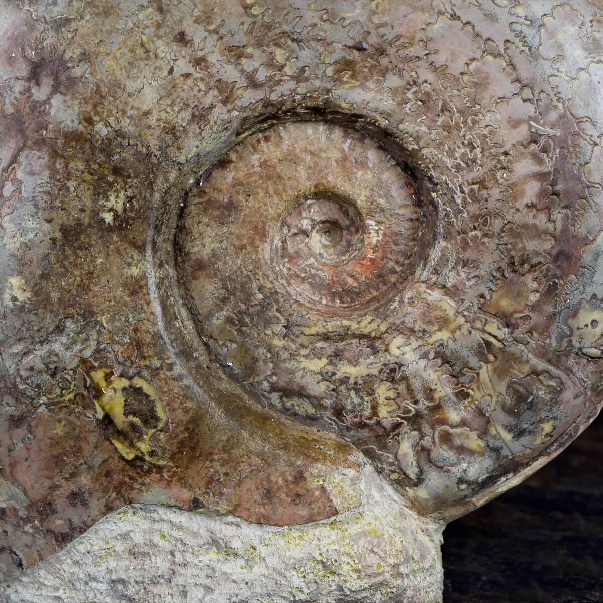 Ammonite Esericeras