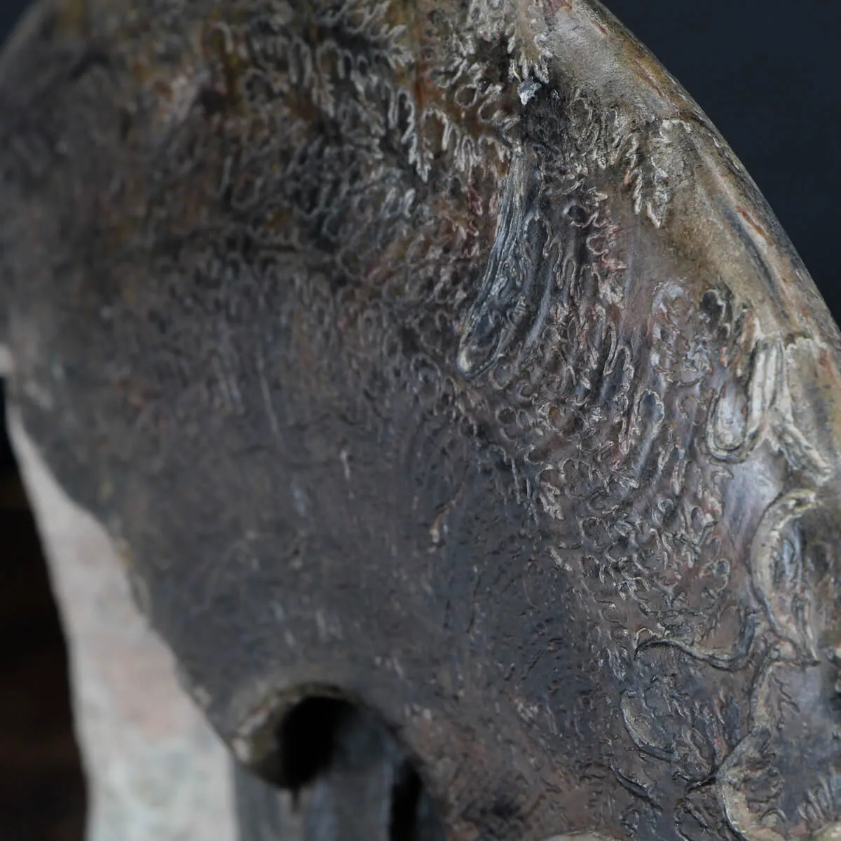 Ammonite Harpoceras