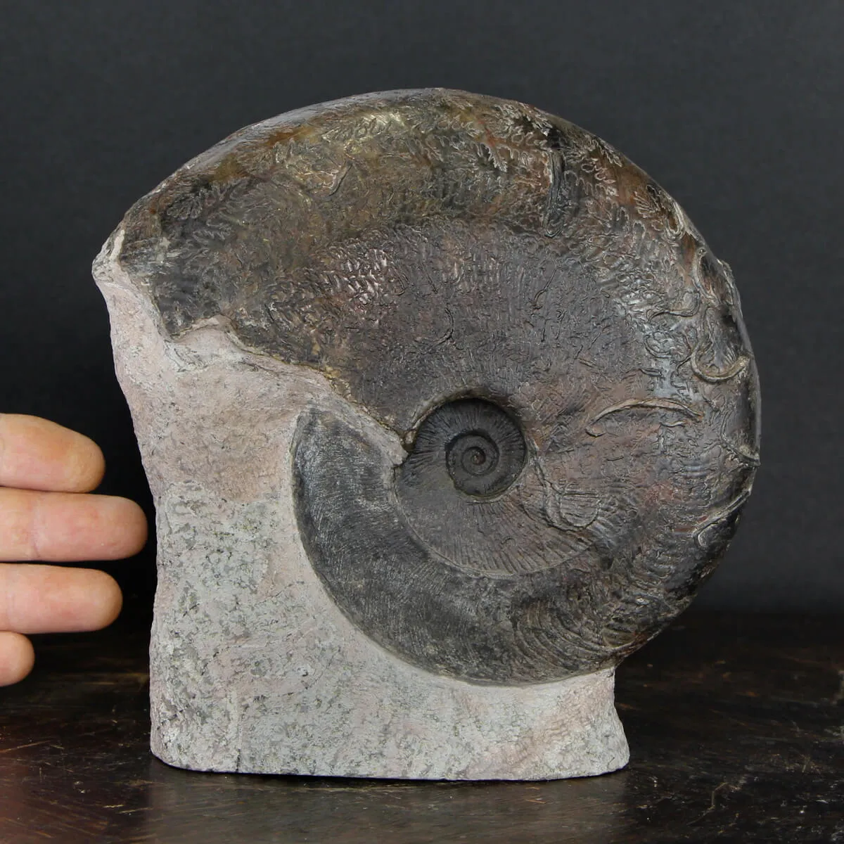 Ammonite Harpoceras