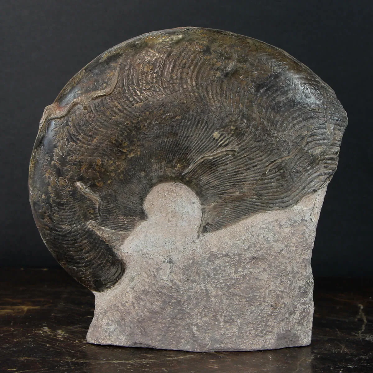 Ammonite Harpoceras