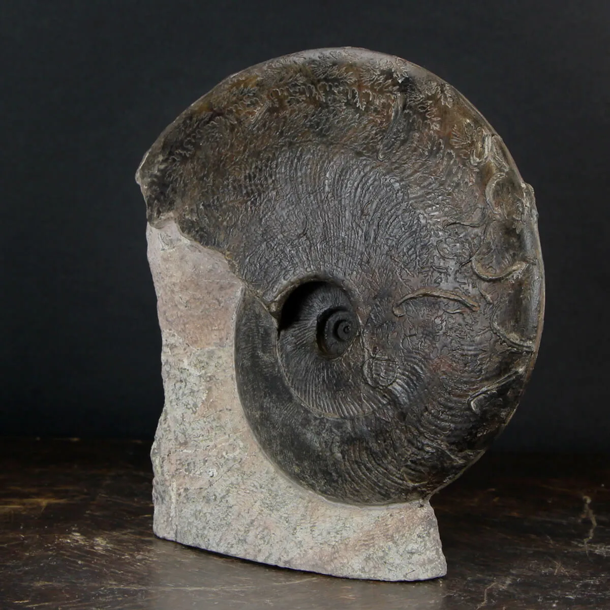 Ammonite Harpoceras
