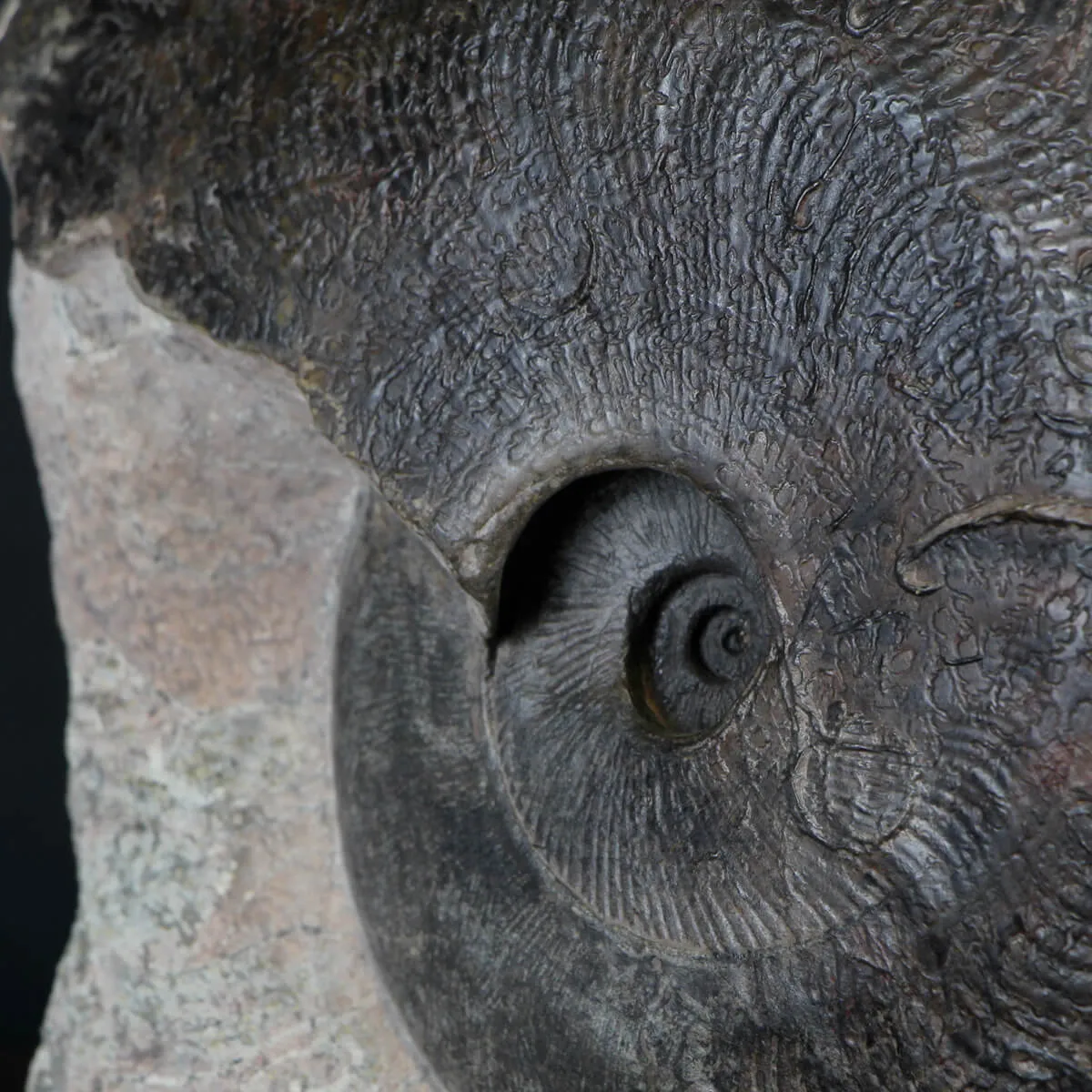 Ammonite Harpoceras