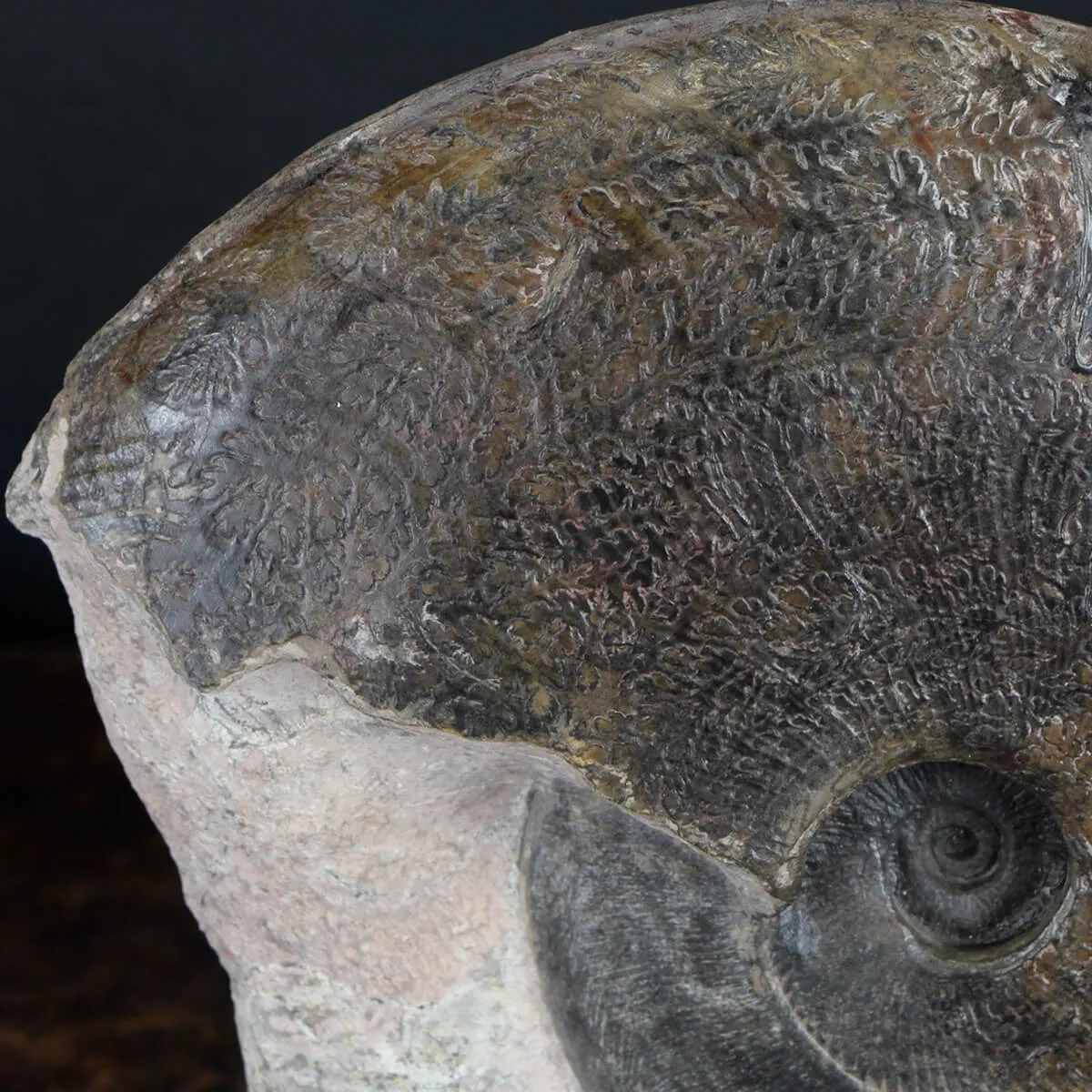 Ammonite Harpoceras