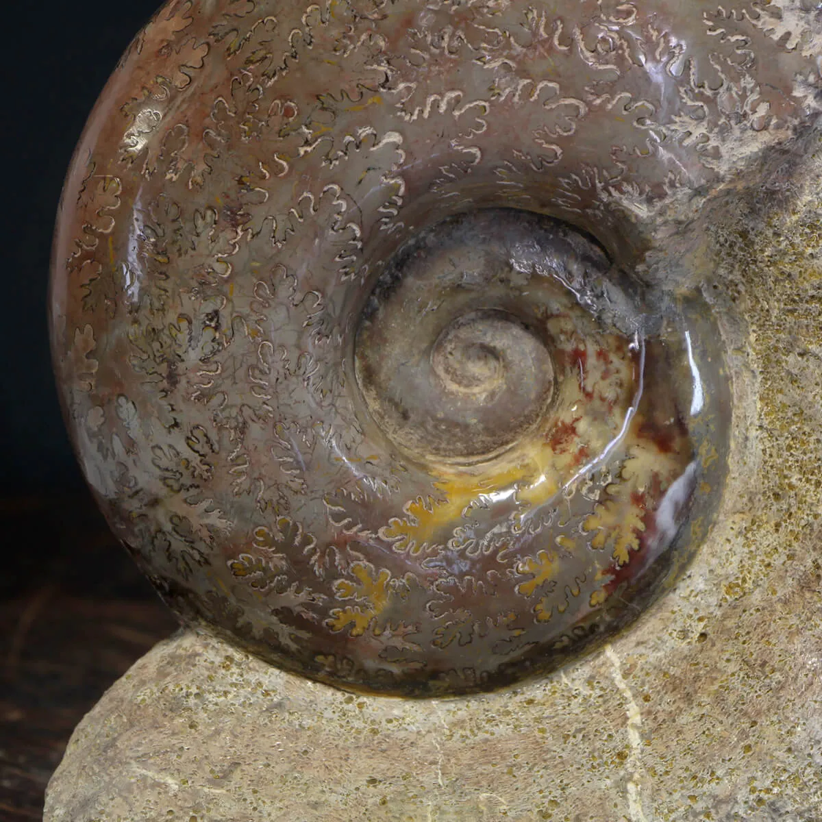Ammonite Lytoceras Jurense
