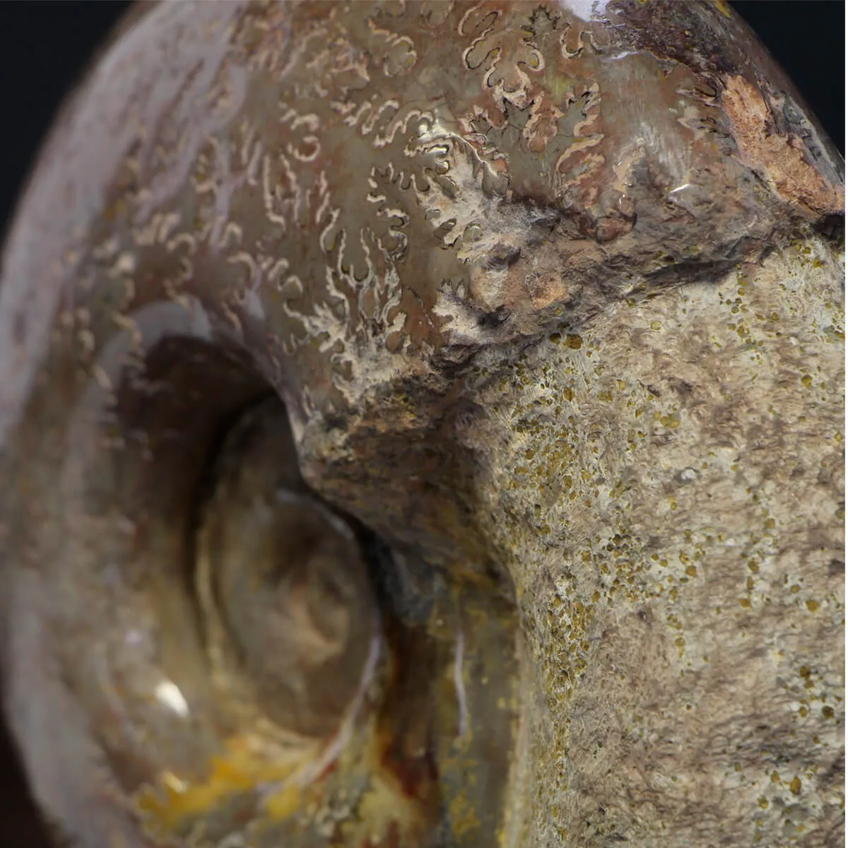 Ammonite Lytoceras Jurense