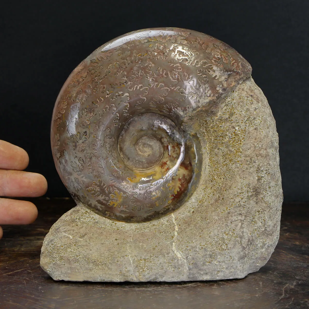 Ammonite Lytoceras Jurense