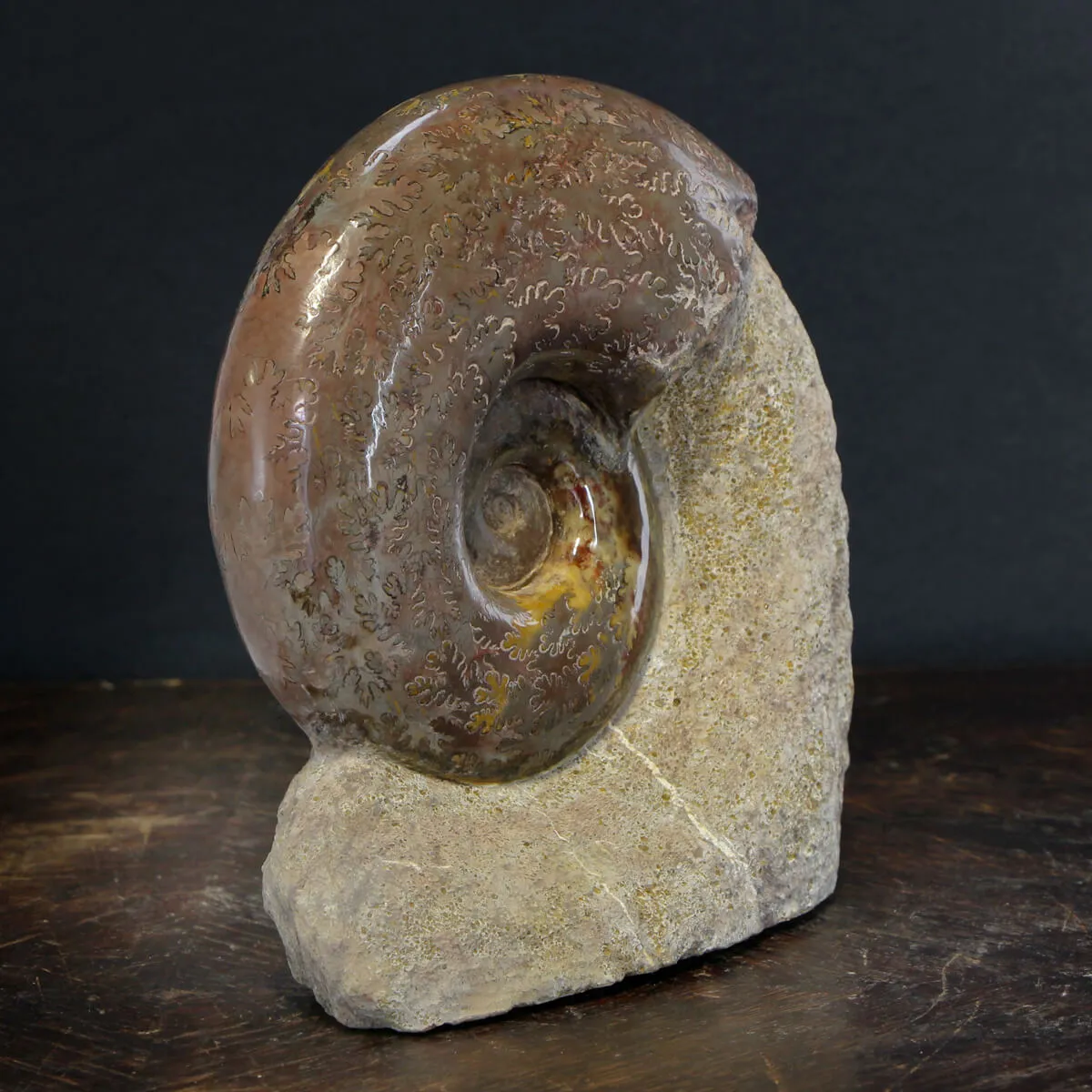 Ammonite Lytoceras Jurense