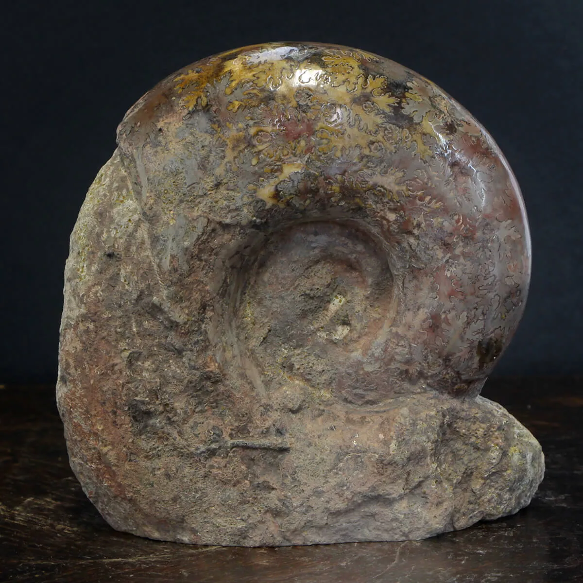 Ammonite Lytoceras Jurense