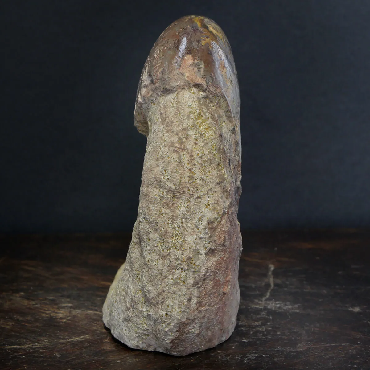Ammonite Lytoceras Jurense