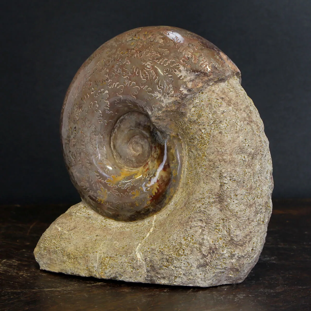 Ammonite Lytoceras Jurense