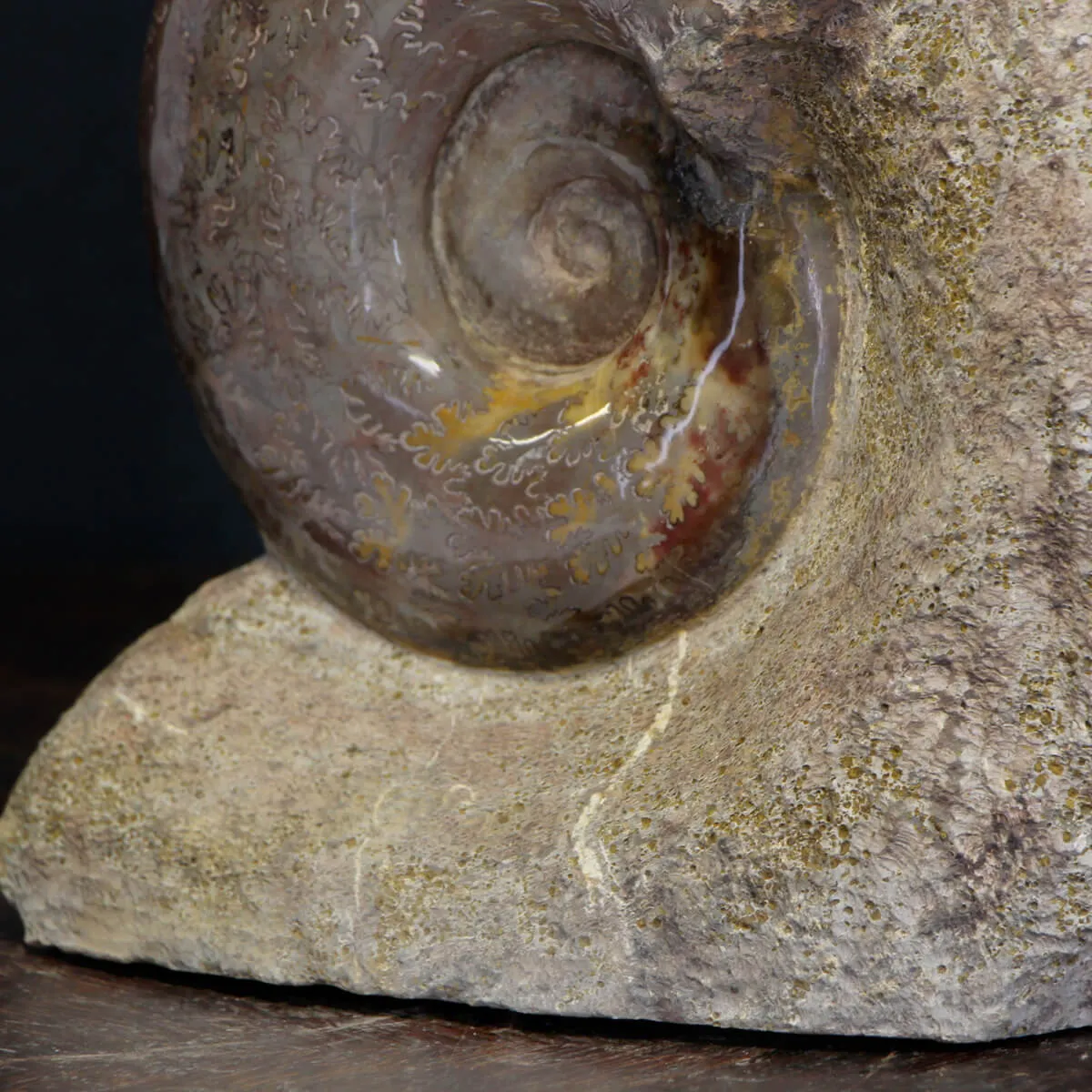 Ammonite Lytoceras Jurense