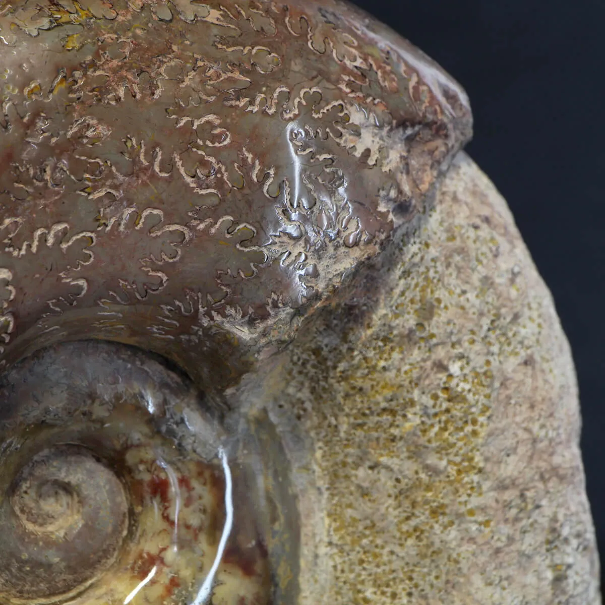 Ammonite Lytoceras Jurense