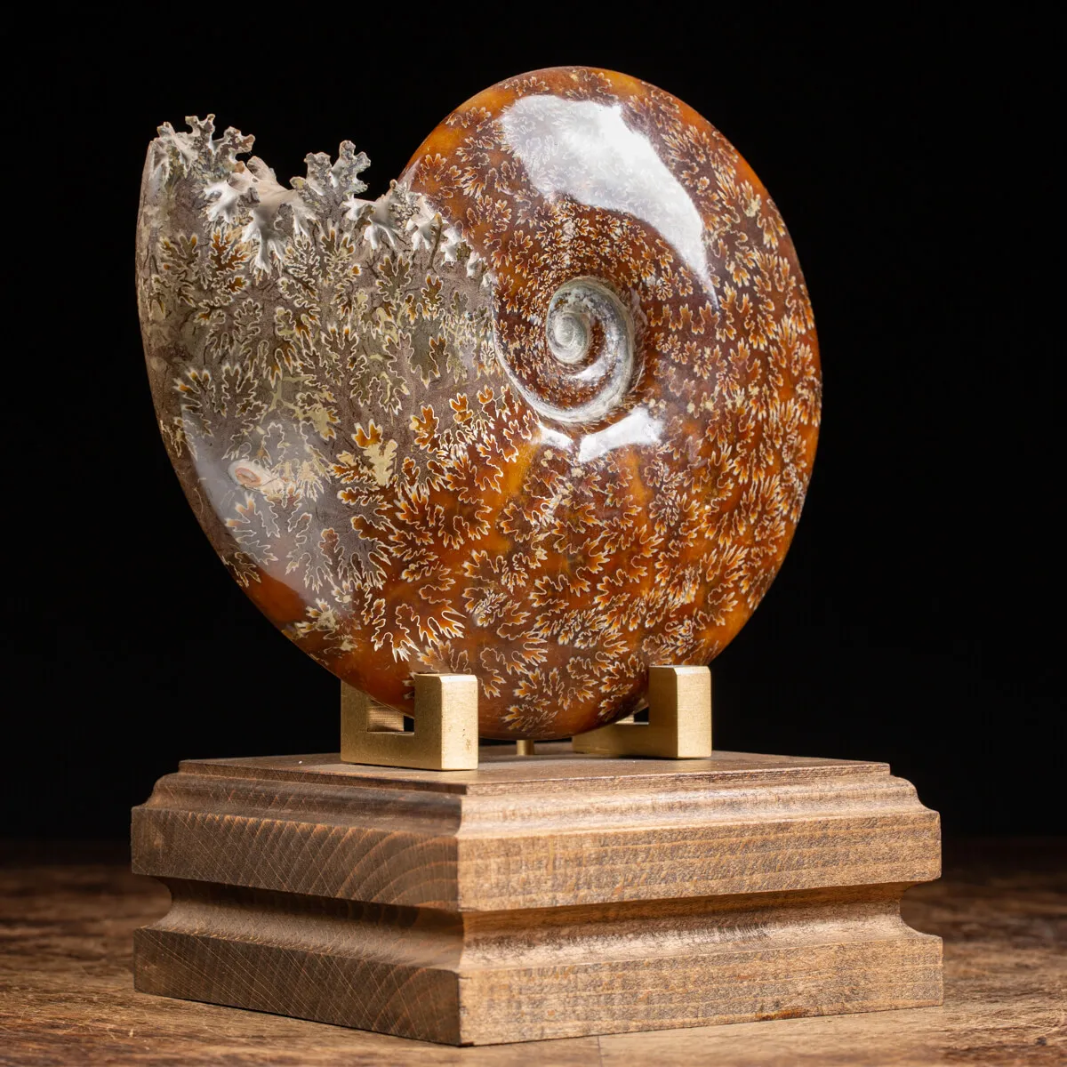 Ammonite Cleoniceras 