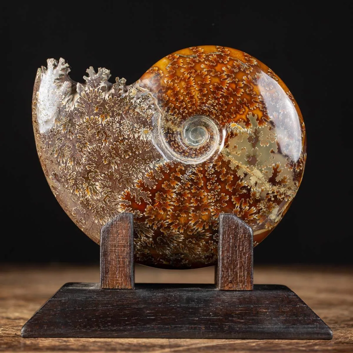 Ammonite Cleoniceras su Base decorativa