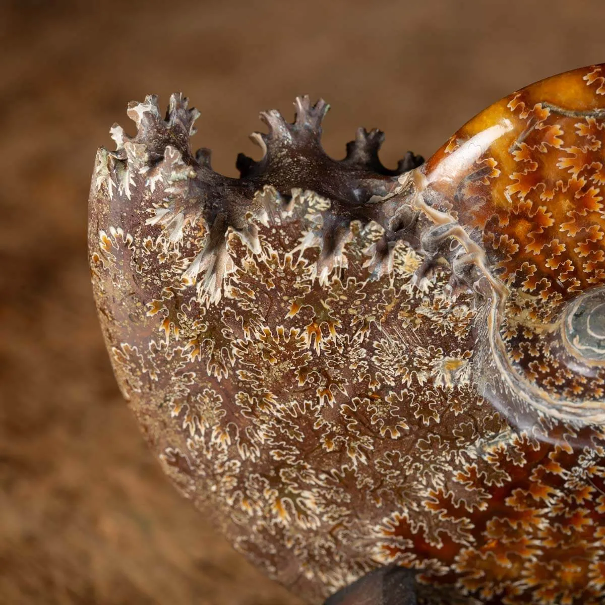 Ammonite Cleoniceras su Base decorativa