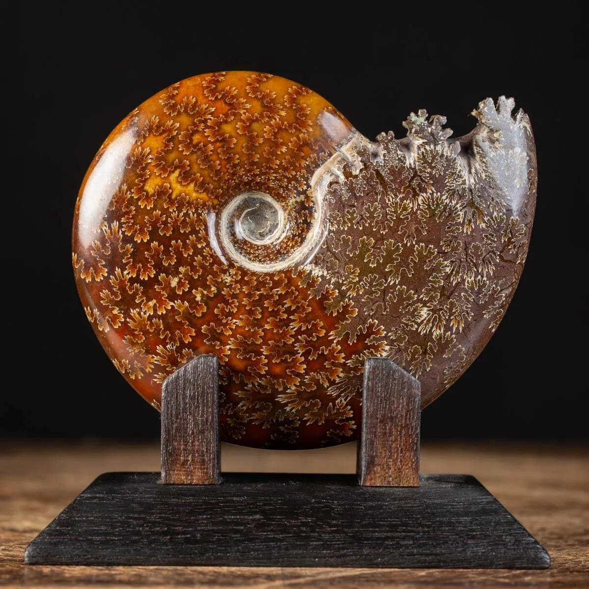 Ammonite Cleoniceras su Base decorativa