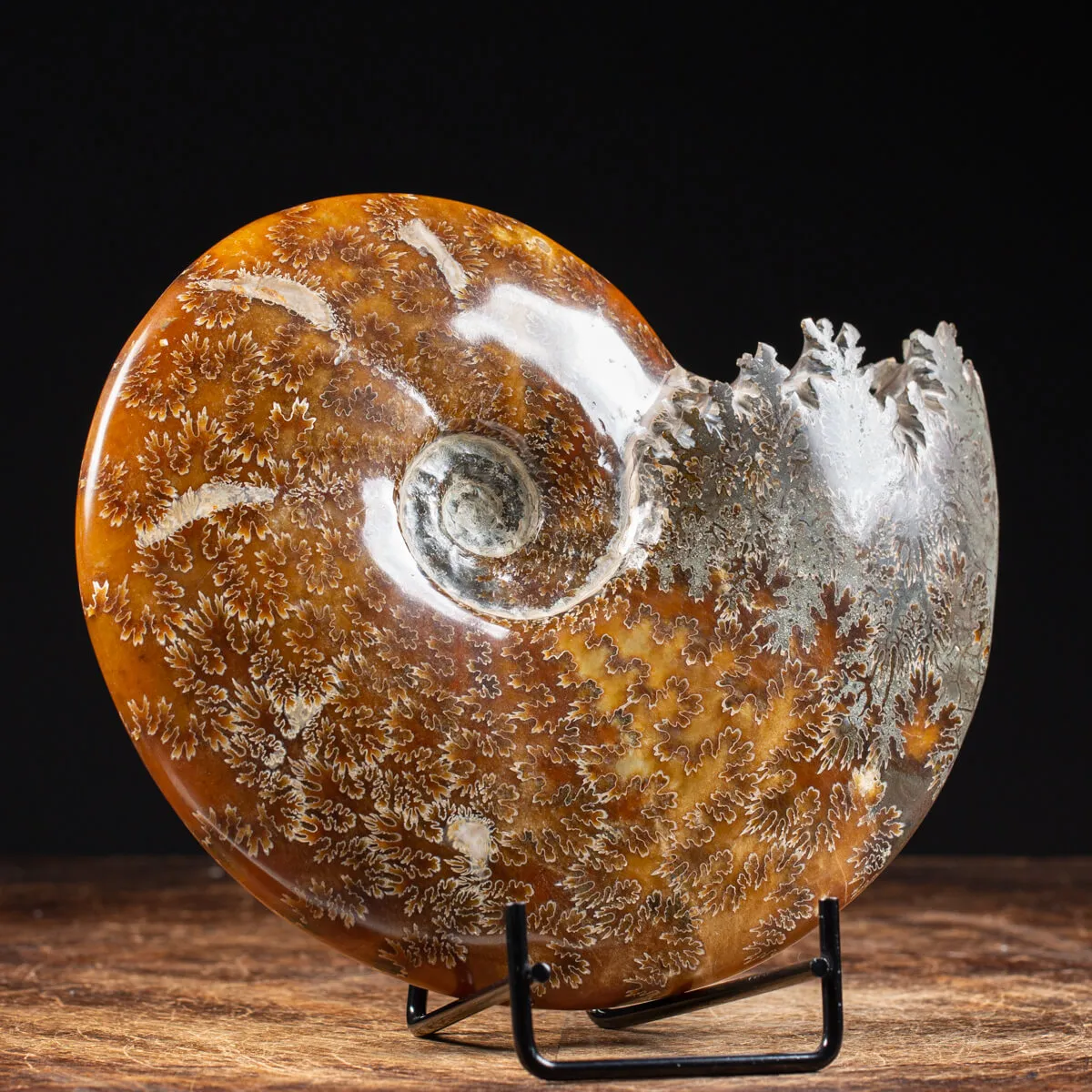 Ammonite Cleoniceras