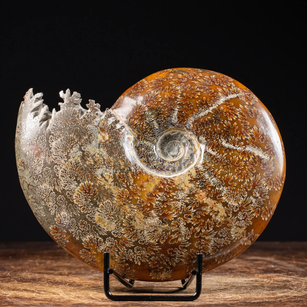 Ammonite Cleoniceras