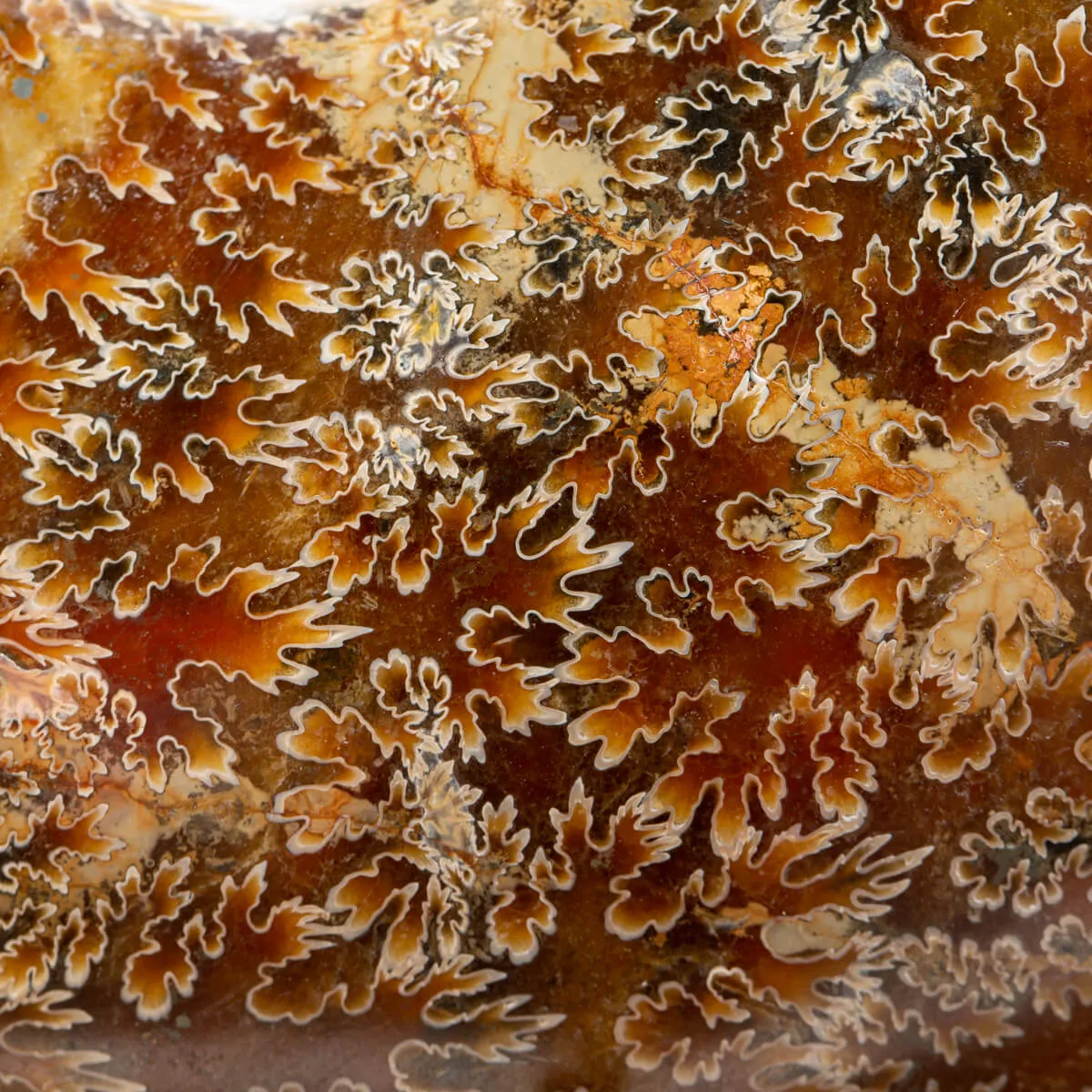 Ammonite Cleoniceras