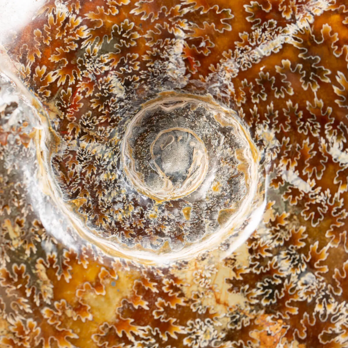 Ammonite Cleoniceras