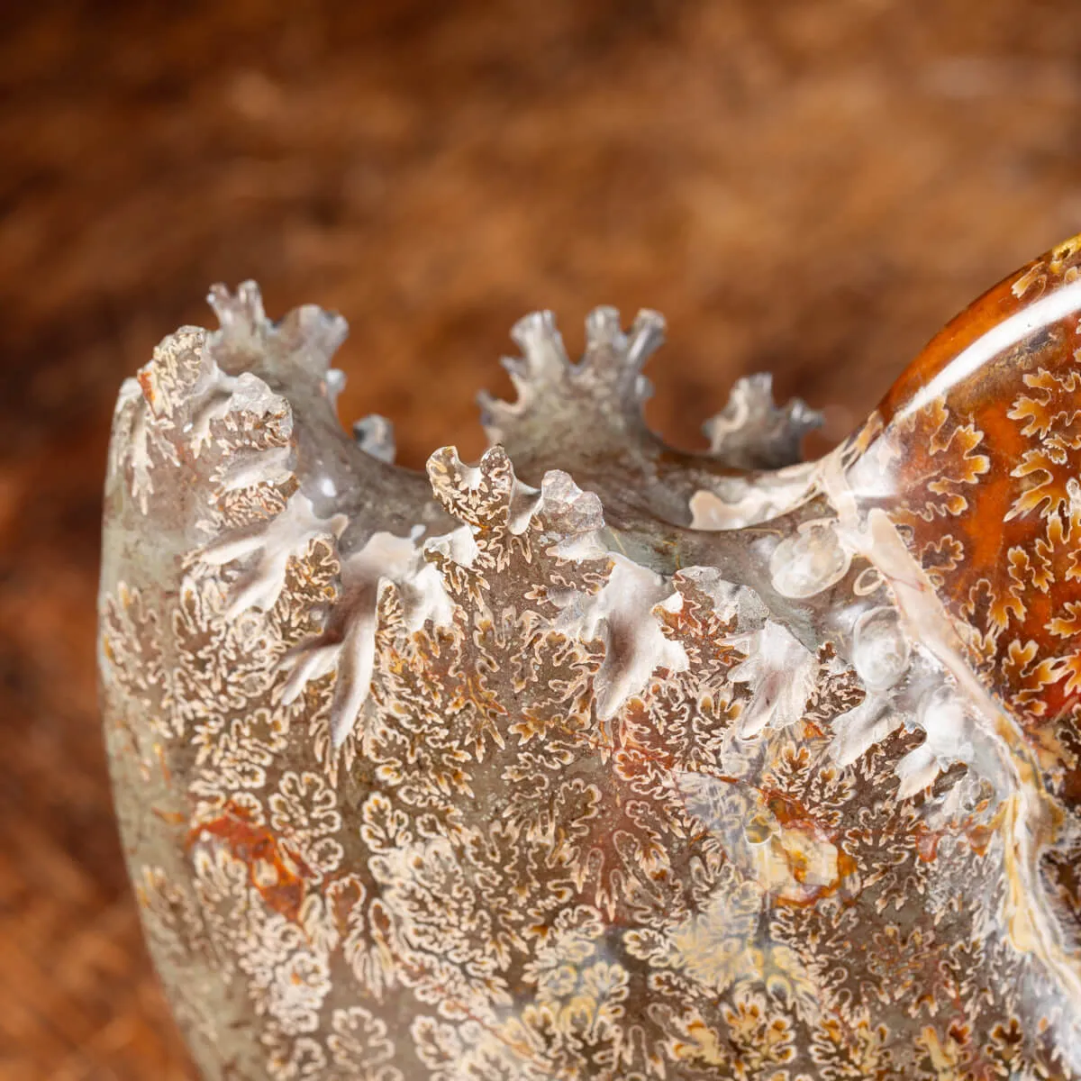 Ammonite Cleoniceras